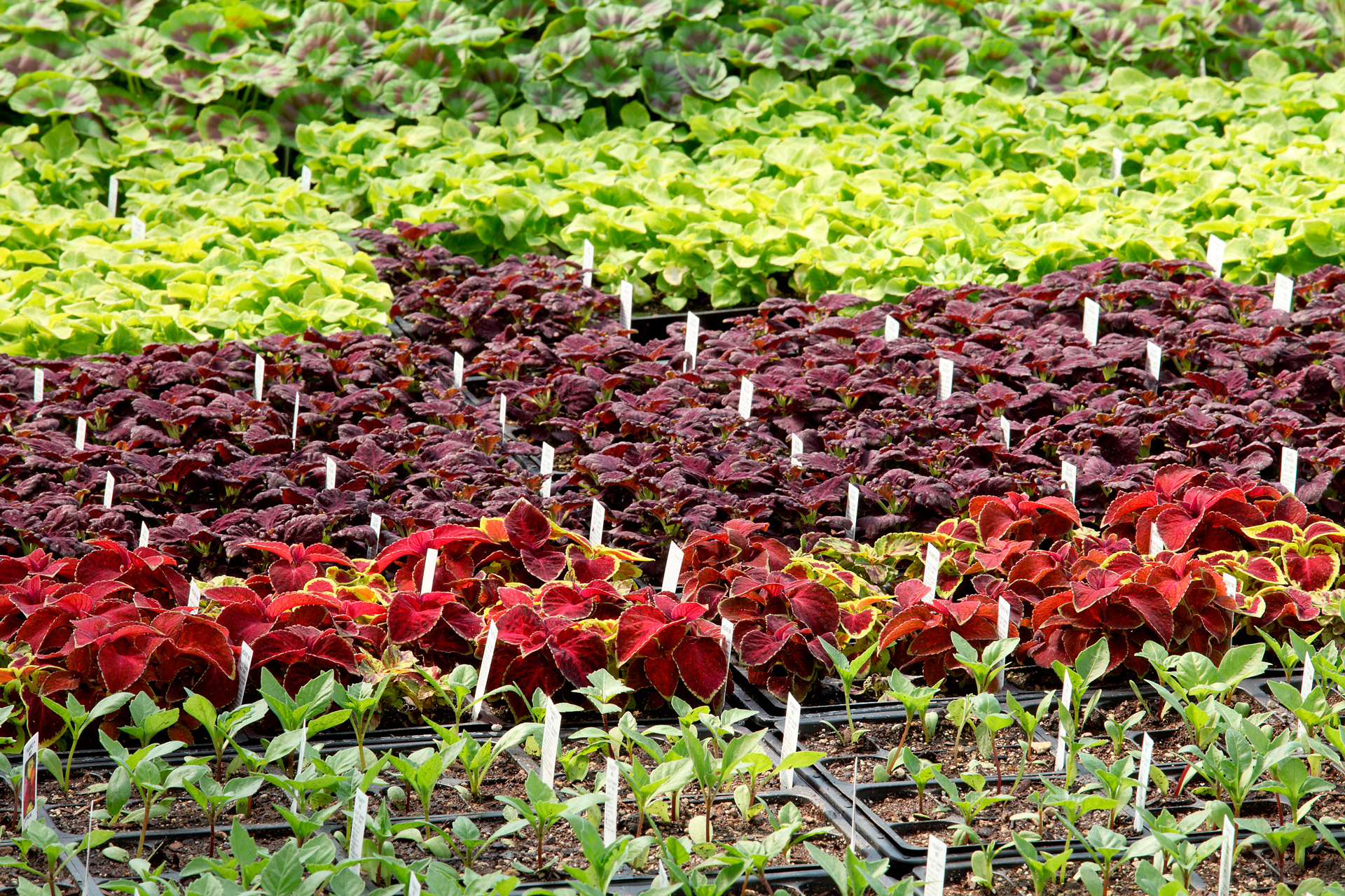 Special Labels for the Gardening Sector: Stick-In and Loop Lock Tags ...